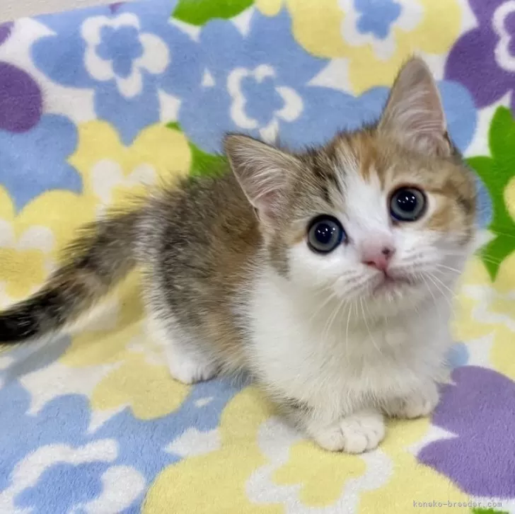 T.M 様のお迎えした子猫