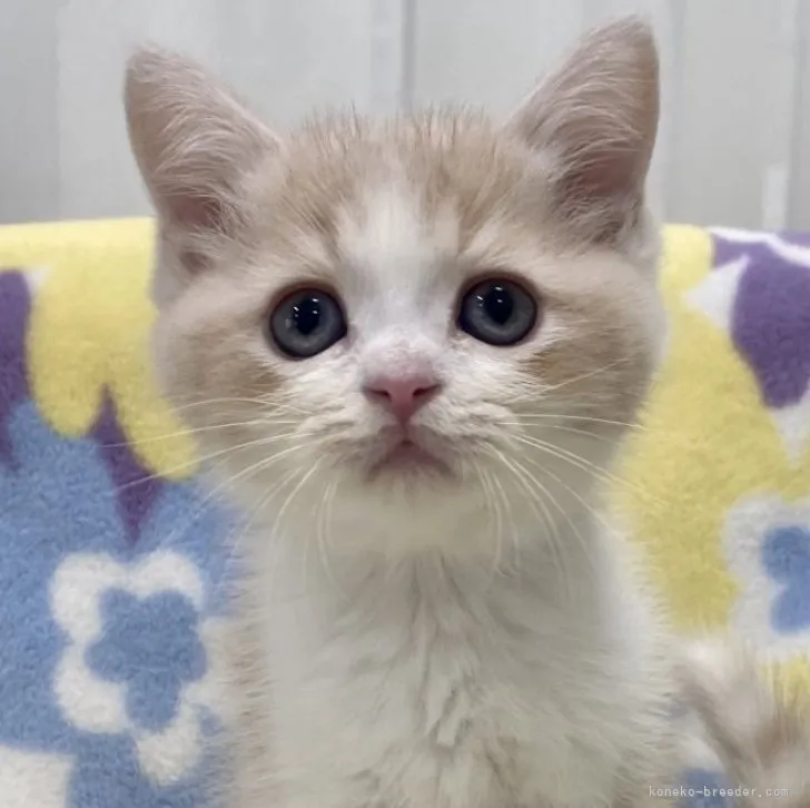 ID:2306-03081の子猫