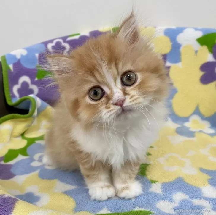 Y.I 様のお迎えした子猫