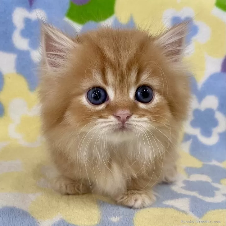 ID:2405-01228の子猫