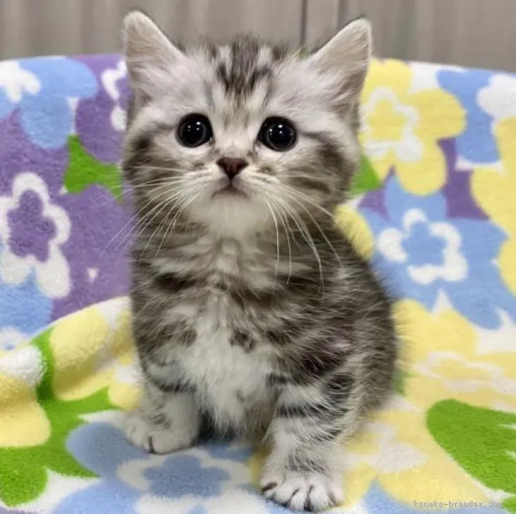 ID：2212-01648の子猫