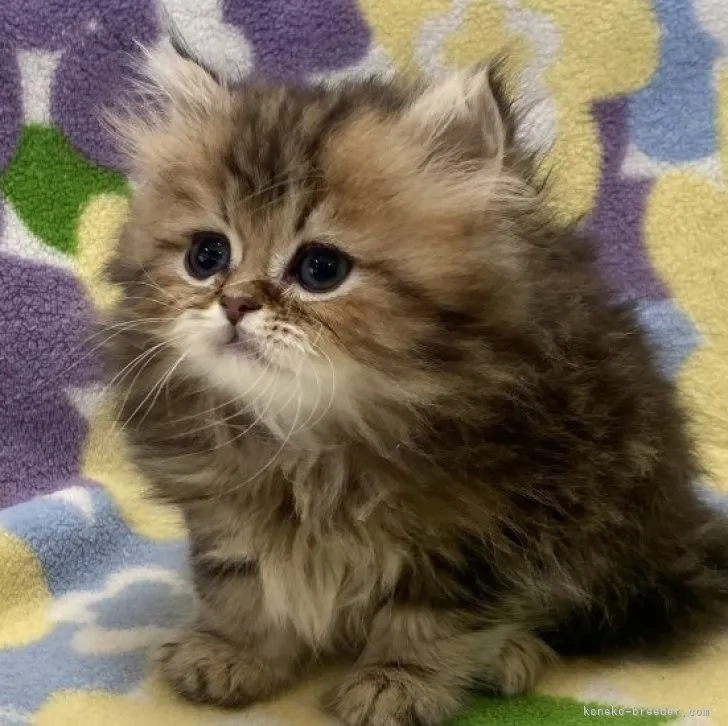 ID:2305-01722の子猫