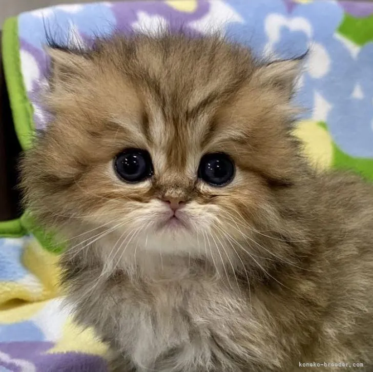 ID:2212-02218の子猫