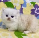 ミヌエット(短足)【神奈川県・男の子・2024年1月31日・クリームタビー&ホワイト】の写真1