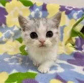 マンチカン(短足)【神奈川県・男の子・2024年3月5日・シルバータビー&ホワイト】の写真1