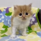 ミヌエット(長足)【神奈川県・男の子・2024年10月8日・レッドタビー&ホワイト】の写真1