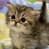 ミヌエット(短足)【神奈川県・女の子・2022年11月18日・ブラウンタビー】の写真1「12月22日撮影」