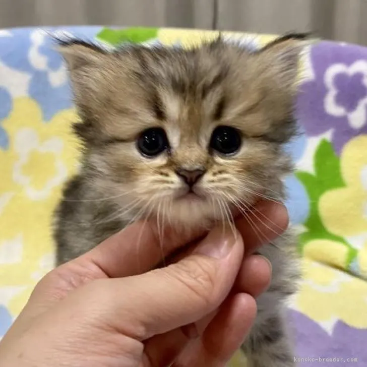 ID:2212-01925の子猫