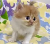 ミヌエット(長足)【神奈川県・男の子・2024年10月8日・レッドタビー&ホワイト】の写真2