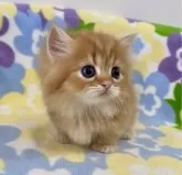 ミヌエット(短足)【神奈川県・男の子・2024年4月15日・レッドタビー】の写真3