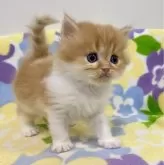 ミヌエット(長足)【神奈川県・男の子・2024年10月8日・レッドタビー&ホワイト】の写真3