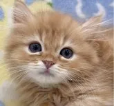 ミヌエット(短足)【神奈川県・男の子・2023年4月27日・レッドタビー】の写真3「7月16日撮影」