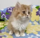 ミヌエット(長足)【神奈川県・男の子・2024年1月31日・レッドタビー&ホワイト】の写真3