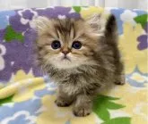 ペルシャ(チンチラ)【神奈川県・女の子・2023年4月7日・チンチラゴールデン】の写真4「6月7日撮影」