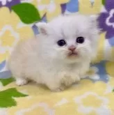 ミヌエット(短足)【神奈川県・男の子・2024年1月31日・クリームタビー&ホワイト】の写真4