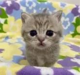 マンチカン(短足)【神奈川県・女の子・2024年6月1日・ブルークリーム】の写真4