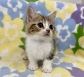 マンチカン(短足)【神奈川県・男の子・2023年6月20日・ブラウンタビー&ホワイト】の写真5「8月26日撮影」