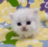 ミヌエット(短足)【神奈川県・男の子・2024年1月31日・クリームタビー&ホワイト】の写真5