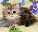 ペルシャ(チンチラ)【神奈川県・女の子・2024年1月26日・チンチラゴールデン】の写真5