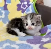 マンチカン(短足)【神奈川県・男の子・2025年11月21日・シルバータビー&ホワイト】の写真10