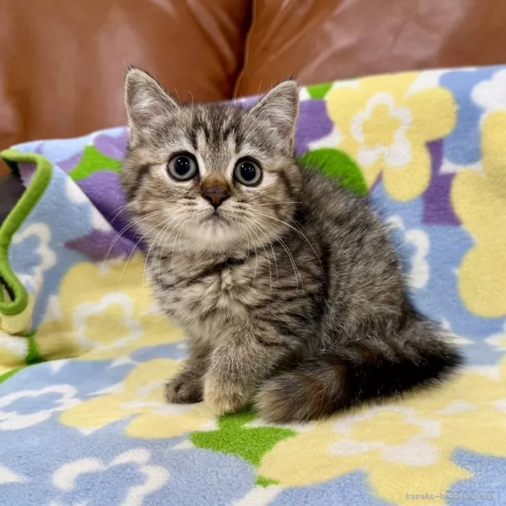 ID:2505-02659の子猫