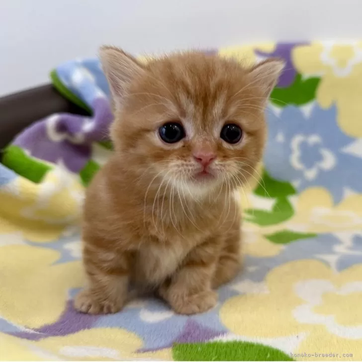 ID:2508-00773の子猫