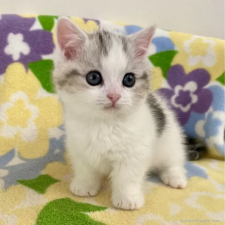 ID:2501-00202の子猫