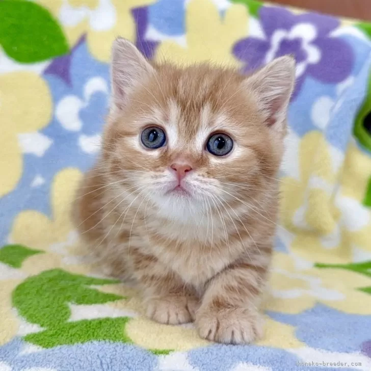 ID:2505-01326の子猫