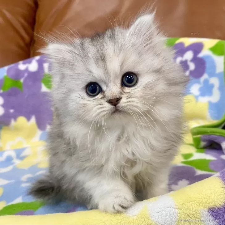 ID:2501-01525の子猫