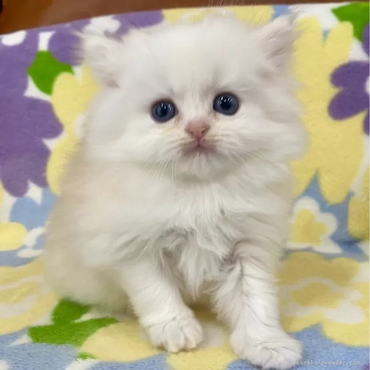 ゆうちゃん 様のお迎えした子猫