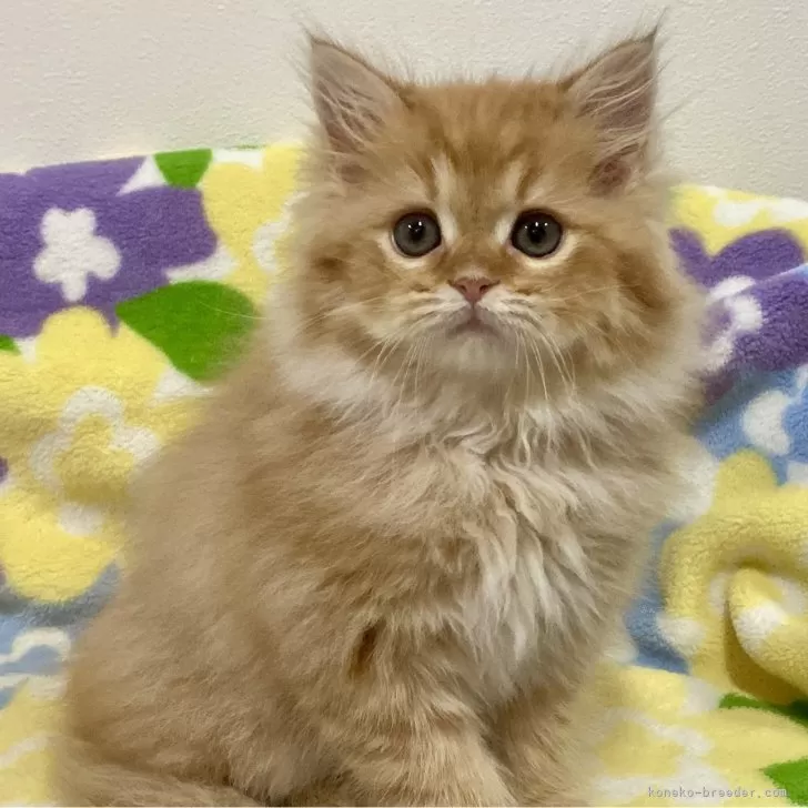 ID：2412-00870の子猫