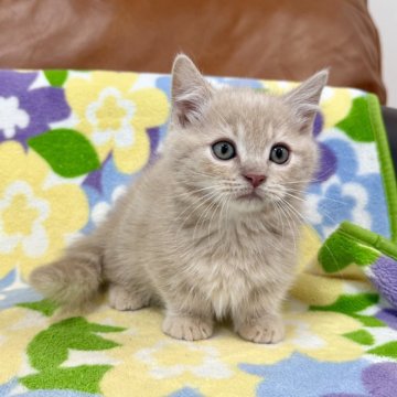 マンチカン(短足)【神奈川県・男の子・2025年10月2日・クリームタビー（短毛）】の写真「短足・短毛・クリームタビー・男の子」