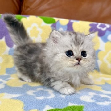 ペルシャ(チンチラ)【神奈川県・男の子・2025年9月15日・シェーデットシルバー（長毛）】の写真「シェーデットシルバー・男の子」