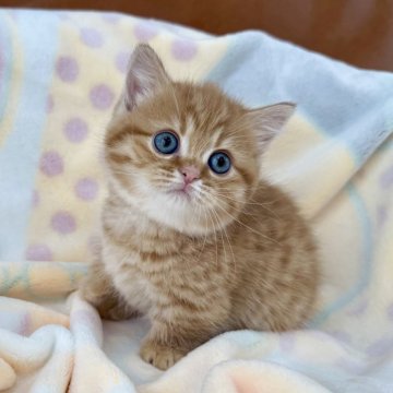 マンチカン(短足)【神奈川県・女の子・2025年4月18日・レッドタビー（短毛）】の写真「短足・短毛・レッドタビー・女の子」