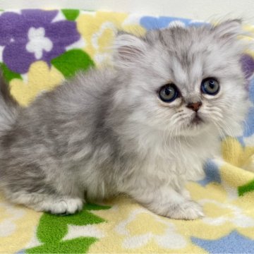 ミヌエット(長足)【神奈川県・女の子・2025年1月18日・シルバータビー（長毛）】の写真「足長・長毛・シルバータビー・女の子」