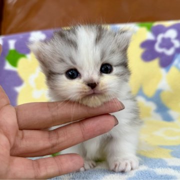 マンチカン(短足)【神奈川県・女の子・2025年11月21日・シルバーパッチドタビー&ホワイト（長毛）】の写真「短足・長毛・シルバーパッチドタビーホワイト・女の子」