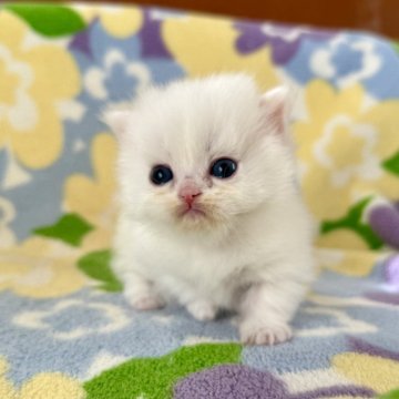 ミヌエット(短足)【神奈川県・女の子・2025年10月23日・ホワイト（長毛）】の写真「短足・長毛・ホワイト・女の子」