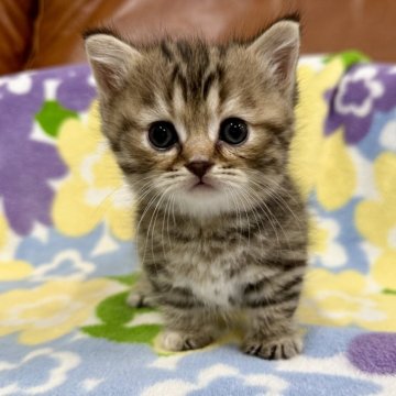 マンチカン(短足)【神奈川県・女の子・2025年5月8日・ブラウンタビー（短毛）】の写真「短足・短毛・ブラウンタビー・女の子」
