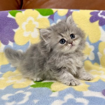 ペルシャ(チンチラ)【神奈川県・女の子・2025年9月15日・ブルーチンチラゴールデン（長毛）】の写真「ブルーチンチラゴールデン・女の子」