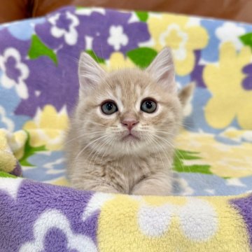 マンチカン(短足)【神奈川県・男の子・2025年10月2日・クリームタビー（短毛）】の写真「短足・短毛・クリームタビー・男の子」