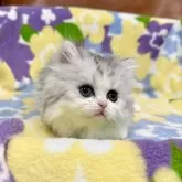 ミヌエット(短足)