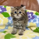 ペルシャ(チンチラ)