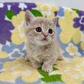 マンチカン(短足)