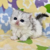 ミヌエット(短足)