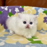 ミヌエット(短足)