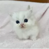 ミヌエット(短足)