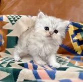 ペルシャ(チンチラ)