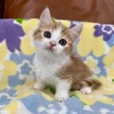 マンチカン(短足)