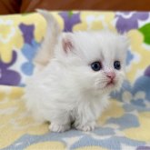 ミヌエット(短足)