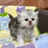 ペルシャ(チンチラ)